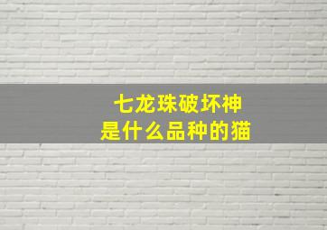 七龙珠破坏神是什么品种的猫