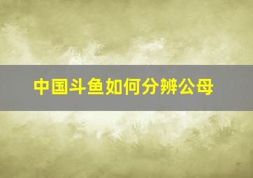 中国斗鱼如何分辨公母