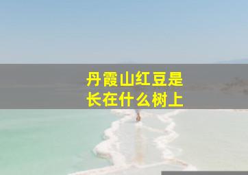 丹霞山红豆是长在什么树上