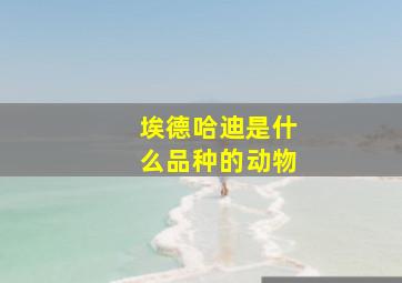 埃德哈迪是什么品种的动物