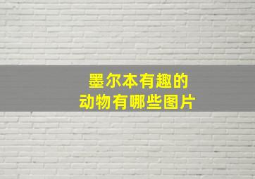 墨尔本有趣的动物有哪些图片