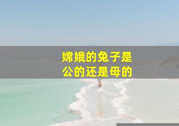 嫦娥的兔子是公的还是母的