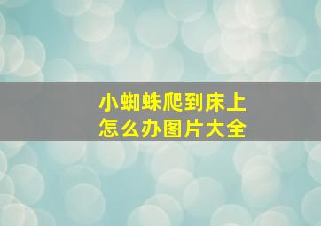 小蜘蛛爬到床上怎么办图片大全