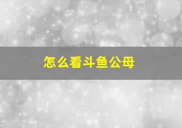 怎么看斗鱼公母