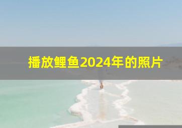 播放鲤鱼2024年的照片