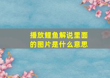 播放鲤鱼解说里面的图片是什么意思