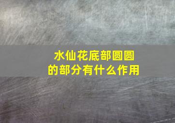 水仙花底部圆圆的部分有什么作用