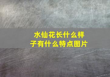 水仙花长什么样子有什么特点图片