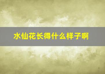 水仙花长得什么样子啊