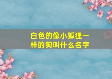 白色的像小狐狸一样的狗叫什么名字