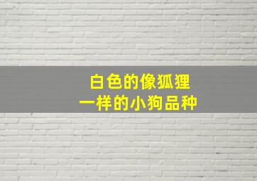 白色的像狐狸一样的小狗品种