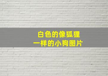 白色的像狐狸一样的小狗图片