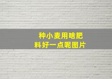 种小麦用啥肥料好一点呢图片