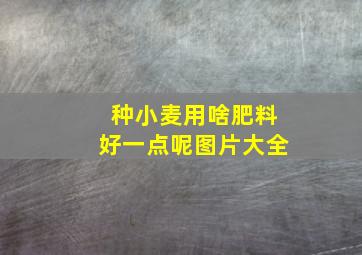 种小麦用啥肥料好一点呢图片大全