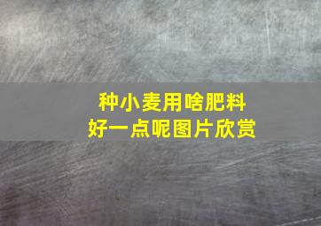 种小麦用啥肥料好一点呢图片欣赏