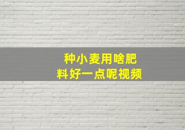 种小麦用啥肥料好一点呢视频