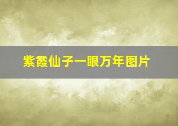 紫霞仙子一眼万年图片