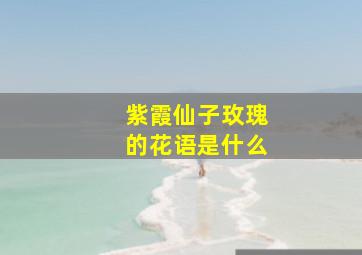 紫霞仙子玫瑰的花语是什么