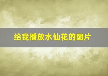 给我播放水仙花的图片