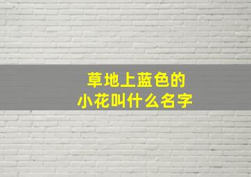 草地上蓝色的小花叫什么名字