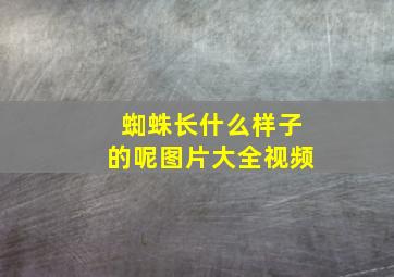 蜘蛛长什么样子的呢图片大全视频