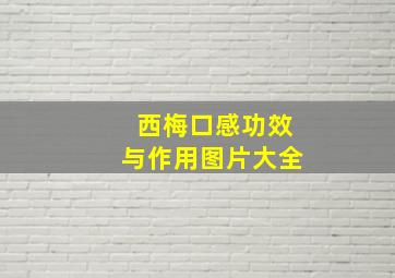 西梅口感功效与作用图片大全