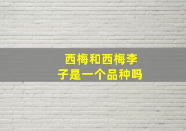 西梅和西梅李子是一个品种吗