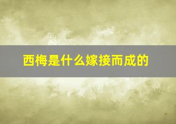 西梅是什么嫁接而成的