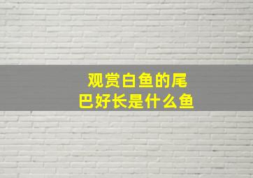 观赏白鱼的尾巴好长是什么鱼